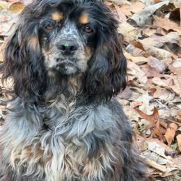 Virginia - Cocker Spaniel