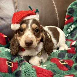 AKC Remi - Chocolate and cream male Dachshund puppy in Joshua Tree, California from Desert Dreams Ranch