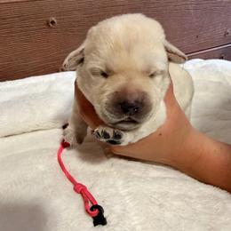 Pink - Yellow female Labrador Retriever puppy in At Henry, Ohio from Hickory Creek Labs