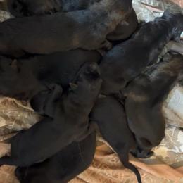 Sable male - Sable male German Shepherd puppy in Clarkrange, Tennessee from Vom Wolff