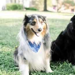 Australian Shepherds from Rusty Creek Aussies