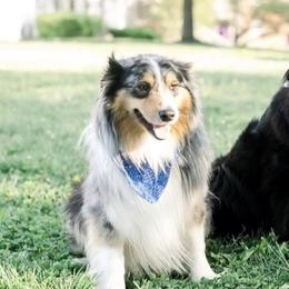 Australian Shepherds from Rusty Creek Aussies