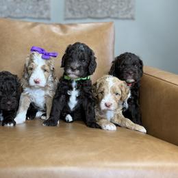 Australian Labradoodle, Bernedoodle, Double Doodle, Goldendoodle, and Labradoodle Puppies from Delta Doodless
