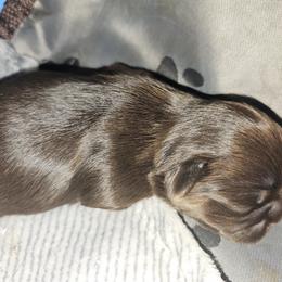 Shih Tzu Puppies from Small Pawz Kennel