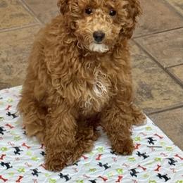 Poodle Puppies from Wanda Burton