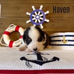 Haven - Black tri-color female Australian Shepherd puppy in Kearney, Nebraska from Helix Aussies