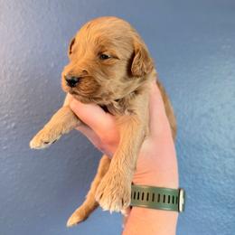 Herman-Yellow - Apricot male Goldendoodle puppy in Casper, Wyoming from 307 Doodles