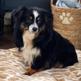 Lil Girl - Toy Australian Shepherd