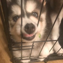 Siberian Husky Puppies from Blue Moon Siberian Husky Haven