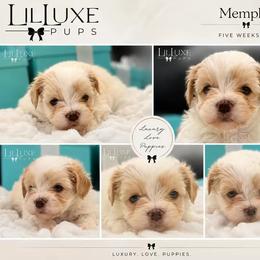 Memphis - White and lemon male Morkie puppy in Scottsdale, Arizona from Lil Luxe Pups