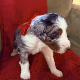 Hattie - Blue merle female Bernedoodle puppy in Tulsa, Oklahoma from Magnolia Blossom Bernedoodles