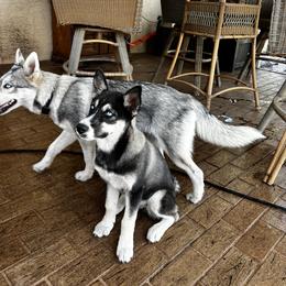 Siberian Husky Puppies from Hargaden Huskies