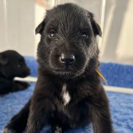 Opal (Yellow) - Black female Belgian Sheepdog puppy in Franklin, West Virginia from Wildmour K9