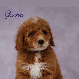 Garnet - Red  Poodle puppy in New Jersey from TK Poodles