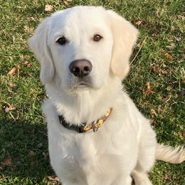 Golden Retrievers from By Grace Golden Retrievers