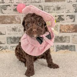 Bluey - Chocolate female Australian Labradoodle puppy in Taylor, Michigan from Mi Best Doodle Ever, LLC
