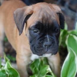 Aqua - Fawn female Boxer puppy in Fayetteville, Tennessee from Euro Boxers of Tennessee