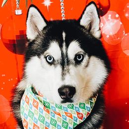 Max - Siberian Husky