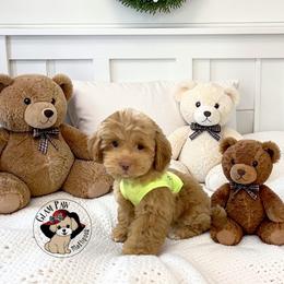 Shihpoo puppies from GlamPaw Maltipoos