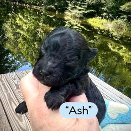 Ash - Black & white male Maltipoo puppy in Coal City, Indiana from Angel Blue Dogs