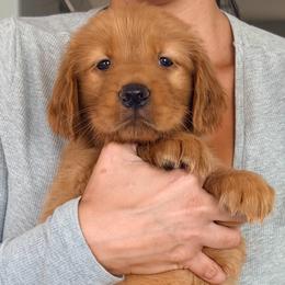Rusty - Dark golden male Golden Retriever puppy in Rancho Cucamonga, California from Robinson Retrievers