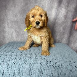 Yellow Female- MiniGoldendoodle - Red  female Goldendoodle puppy in Piedmont, South Carolina from The Farm at Saluda Ridge