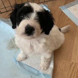 Portuguese Water Dog Puppies from Farallon PWDs