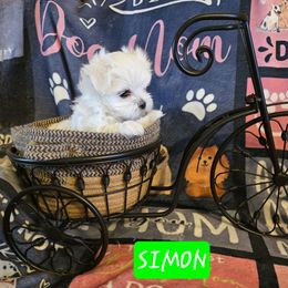 Simon AKC - White male Maltese puppy in Wittmann, Arizona from Marlees Puppies 1