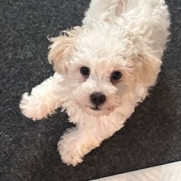 Boy 1 - White male Bolognese puppy in Mechanicsburg, Pennsylvania from Sweet Angels Bolognese