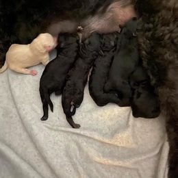 Poodle Puppies from The Rad Poodles