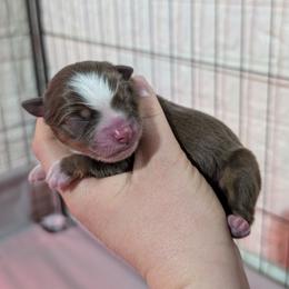Red boy 1 - Red & white male Miniature American Shepherd puppy in Harrisonville, Missouri from Trailside Mini Aussies