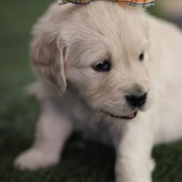 Golden Retriever Puppies from Dandelion Meadows Farm