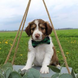 Orion - White and gold male Bordoodle puppy in Ashland, Ohio from Cherry Blossom Doodles