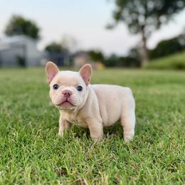 Blue - White male French Bulldog puppy in Wagoner, Oklahoma from Frenchie Frys