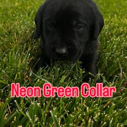 Australian Cattle Dog and Labrador Retriever Puppies from Christensen Heelers
