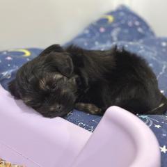 Tony - Black and tan male Lowchen puppy in Sioux Falls, South Dakota from PreVi Kennels