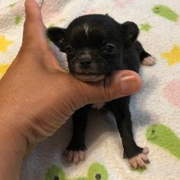 Chihuahua Puppies from Chilove Chihuahuas