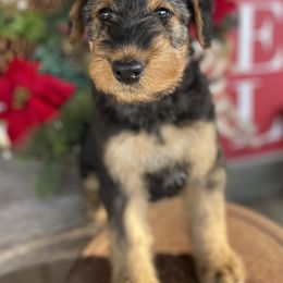 Airedale Terrier Puppies from RiverRun Terriers