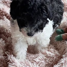 Poodles from SmoknCedar Toy Poodles