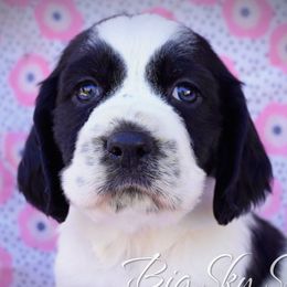 Female1 - Black and white female English Springer Spaniel puppy in Great Falls, Montana from Big Sky Springers