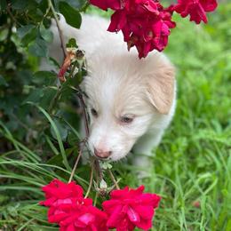 Black Collar - White and gold male Border Collie puppy in Gadsden, Alabama from Collie Wood Hills