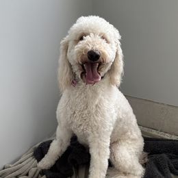 Goldendoodles from Lakeside Doodles