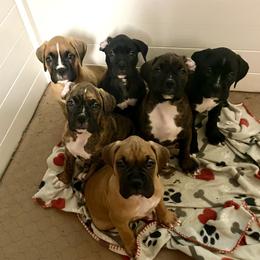 Boxer Puppies from Red Rock Boxers