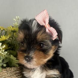 Traditional girl - Black and tan female Yorkshire Terrier puppy in Gainesville, Georgia from Country Dog Kennels.