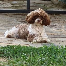 Tango - Poodle