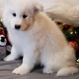 Yellow collar Girl - White Samoyed puppy in Broomfield, Colorado from Klondike Snow Samoyeds