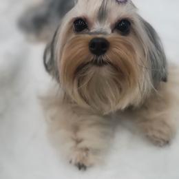 Kaleesee - Yorkshire Terrier