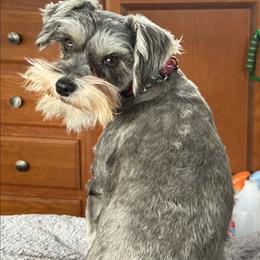 Bitsy - Miniature Schnauzer