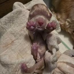 Baby boy - Buff male Cocker Spaniel puppy in Gate City, Virginia from Top Notch Cocker Spaniels