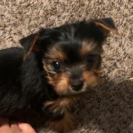 Pippy - Blue and gold male Yorkshire Terrier puppy in Hot Springs, Arkansas from Weslynn Kennels